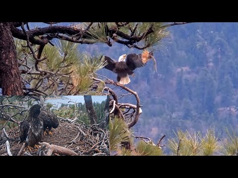 Close Call❗️⚔Hawk & Ravens Strafe Jackie & Shadow✈️Sunny & Gizmo Take Notes👀@FOBBVCAM 2025-05-05 img